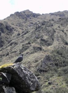 Sayacmarca ruins - grey bird in the ruins