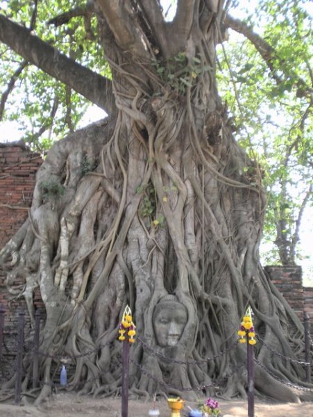 Ayutthaya - Buddha Head In Tree