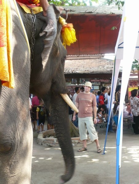 Ayutthaya - Sad Elephants