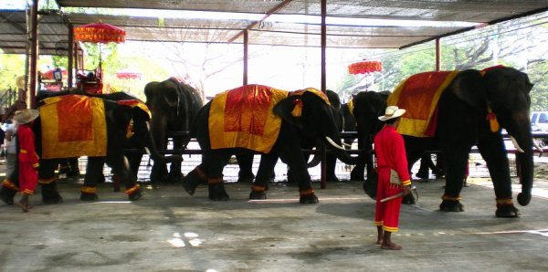 Ayutthaya - Pink Elephants On Parade