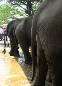 Ayutthaya - Elephants Arse