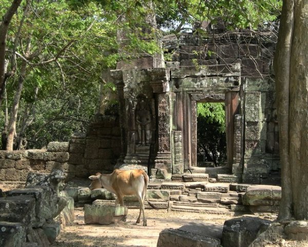 Angkor Somewhere: Holy Cow