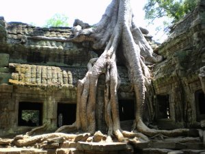 Angkor Thom: That Tree Shot