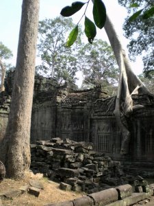 Angkor Somewhere: Overgrown