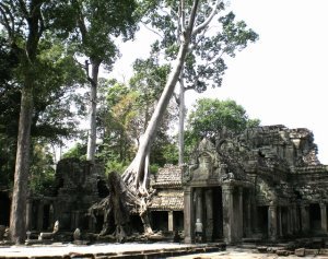Angkor Thom: Nature Is Winning