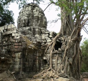 Angkor Somewhere: Banyan Takes Over