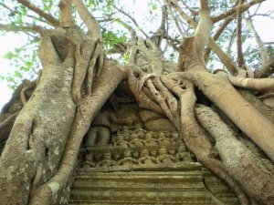 Angkor Somewhere: Roots & Tings