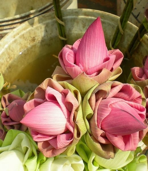 Phnom Penh - Lotus Flowers
