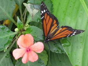 Butterflies 3