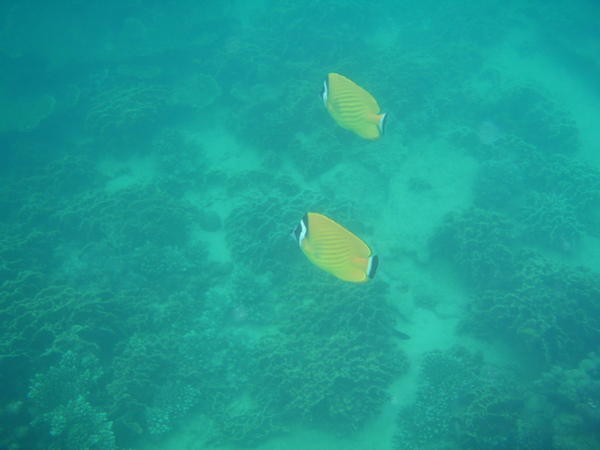 Underwater cam.. so cool