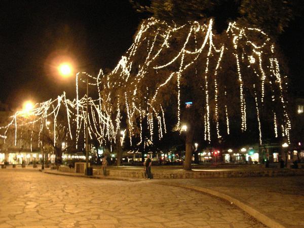 Alamo Tree Lights At Night