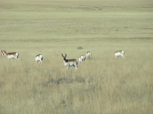 Antelope Near Raton, New Mexico