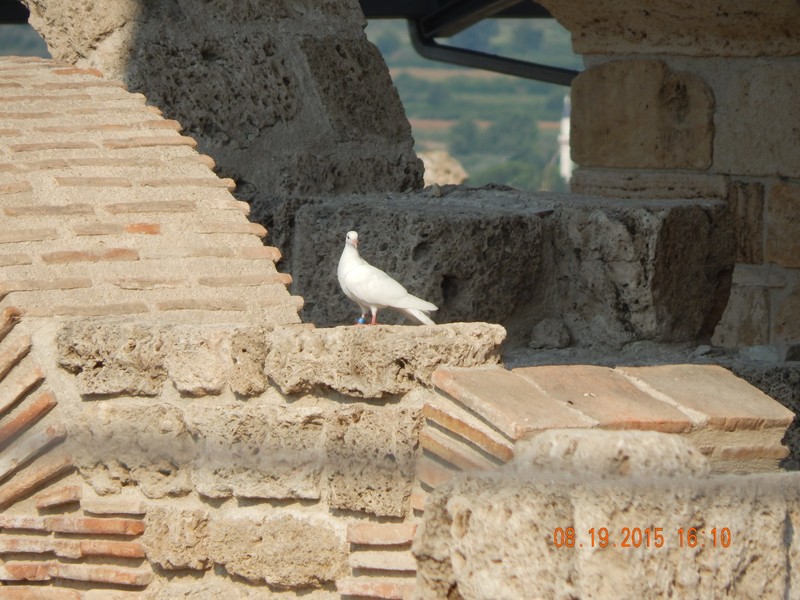 White Bird (Dove?) perched upon the 4th Century Church Ruins in Laodicea