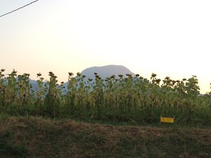 A mountain seen across the sunflower field near Coldigioco