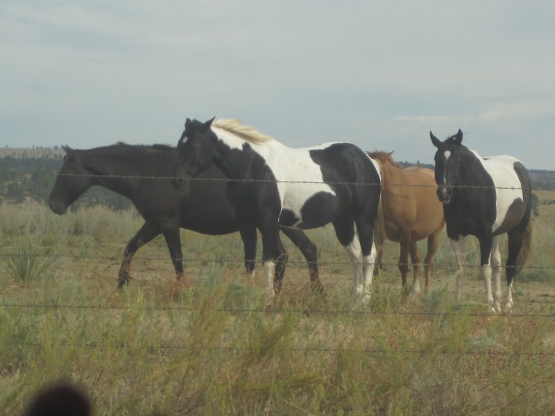 Wild Horse Sanctuary - Mustangs