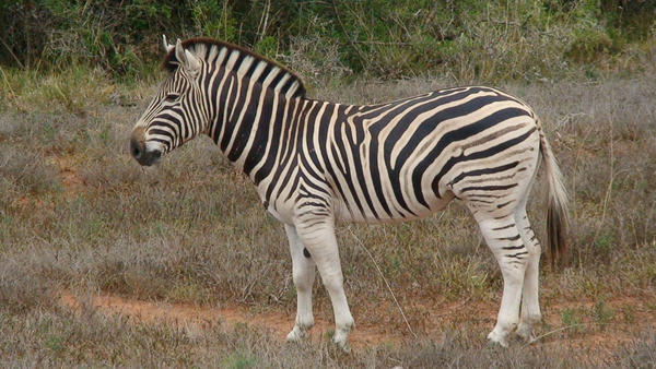 Zebra