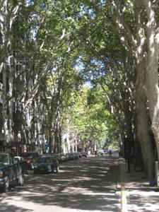 tree lined streets