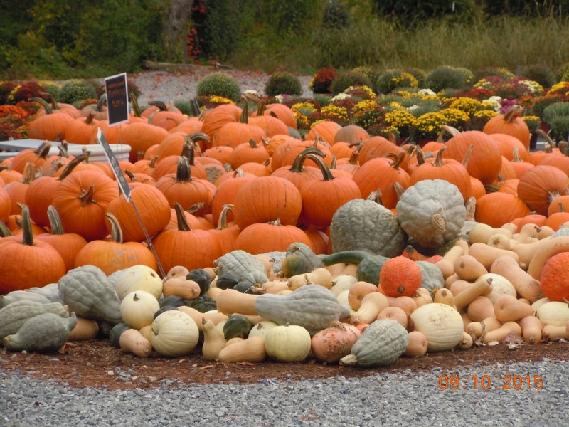 Pumpkins galore