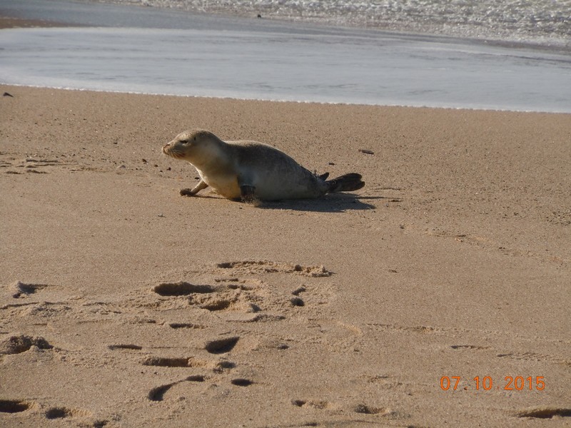 Seal pup Cape Cod
