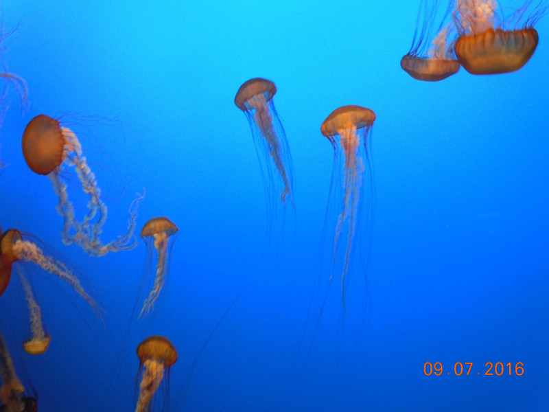 Jellyfish in Monterey Aquarium