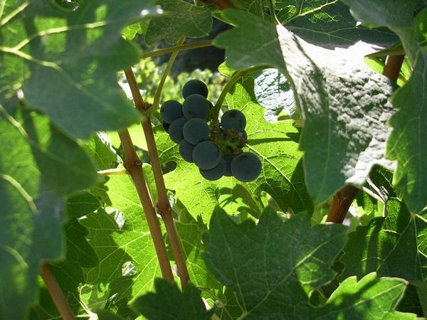 Cab sauv cluster of grapes