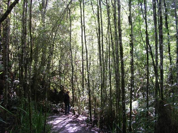 Great Ocean Road: Otway Rain Forest