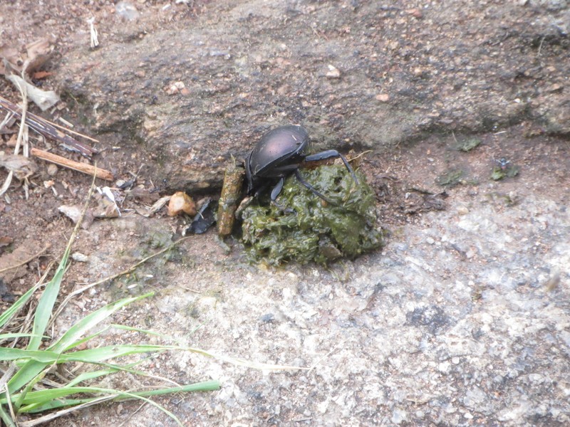 dung beetle doin his thaaaang