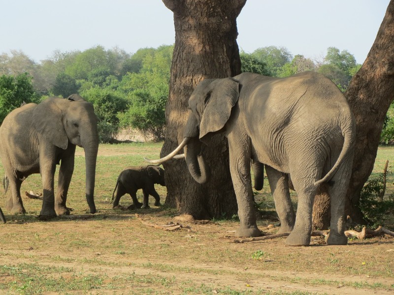 more baby elephants