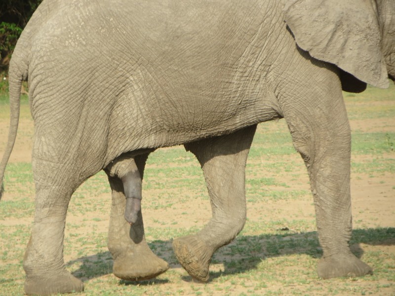 elephant with 5 legs?