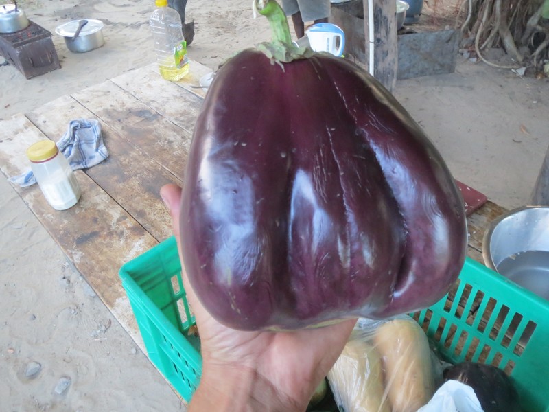 HUUUUGE eggplant!