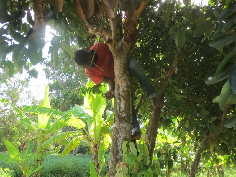 climb a tree...receive bacon?