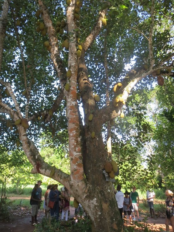 big jackfruit tree
