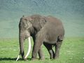 a real live tusker!