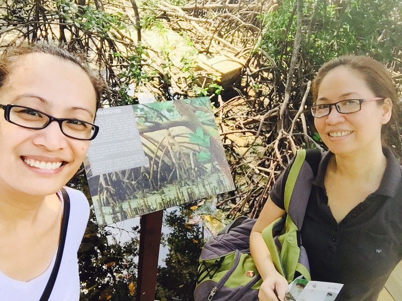 The Mangrove Trail