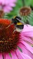 Bumble bee on echinacea