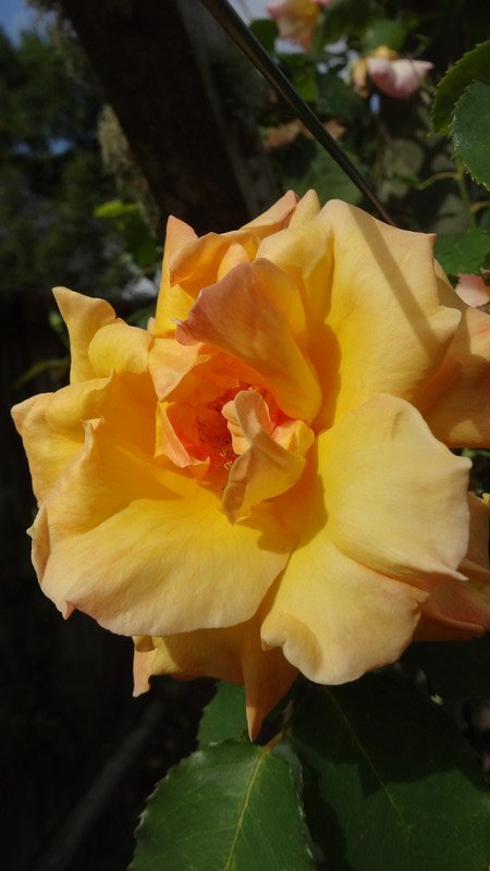 Glenlogie Rose Gardens