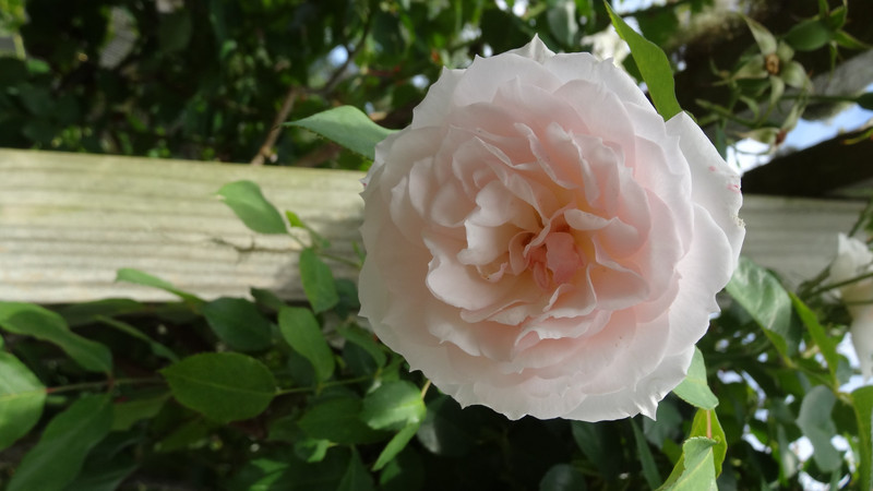 Glenlogie Rose Gardens