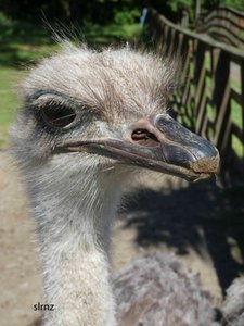 A very friendly ostrich