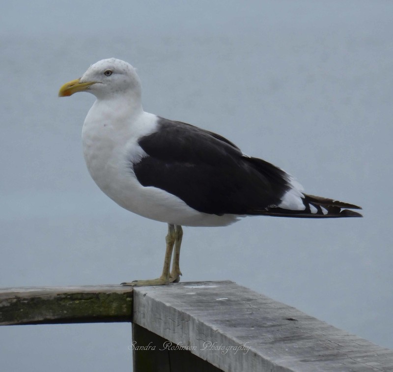 A friendly local gull
