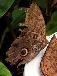 The owl butterfly