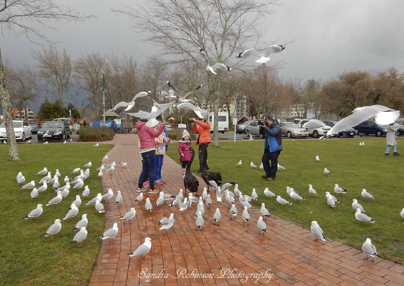 Watch out for the hungry seagulls