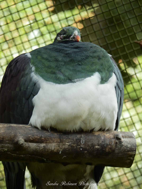 Kereru - native wood pigeon