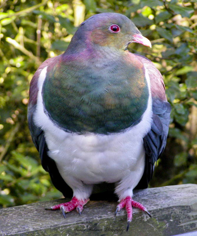Kereru (wood pigeon)