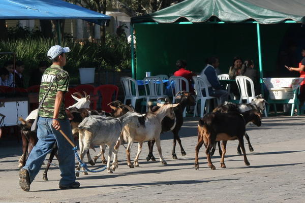 Young Goat  herder moves animals 