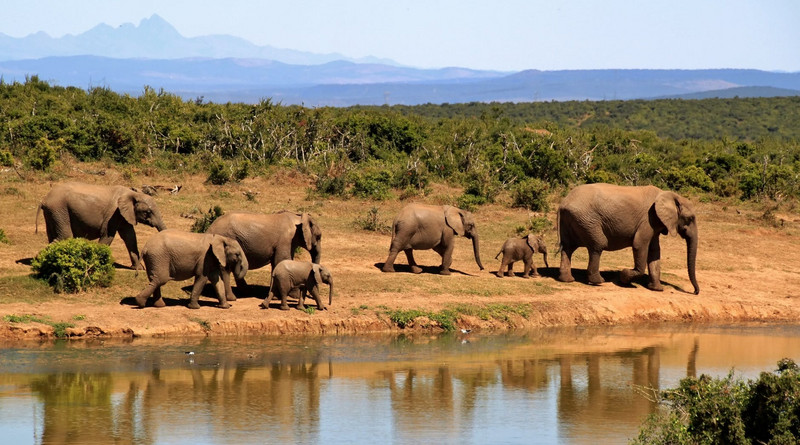 elephant-herd-of-elephants-african-bush-elephant-africa-59989.