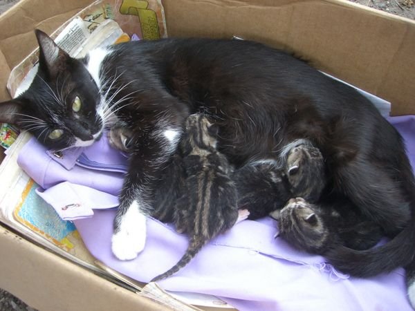 Mama and her kitties