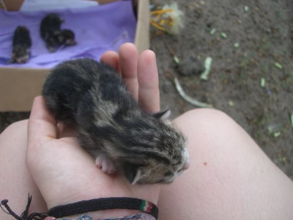 This is how small a kitten is when it´s 3 days old.
