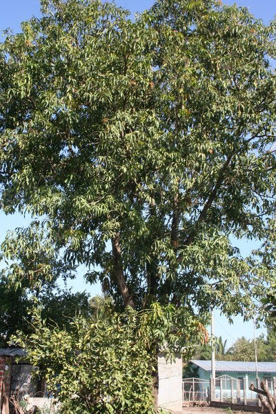 HUGE Mango tree!!