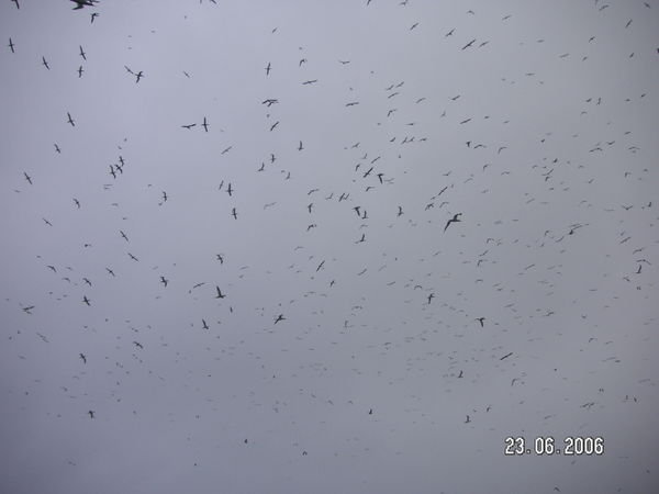 Gannets by the thousand!