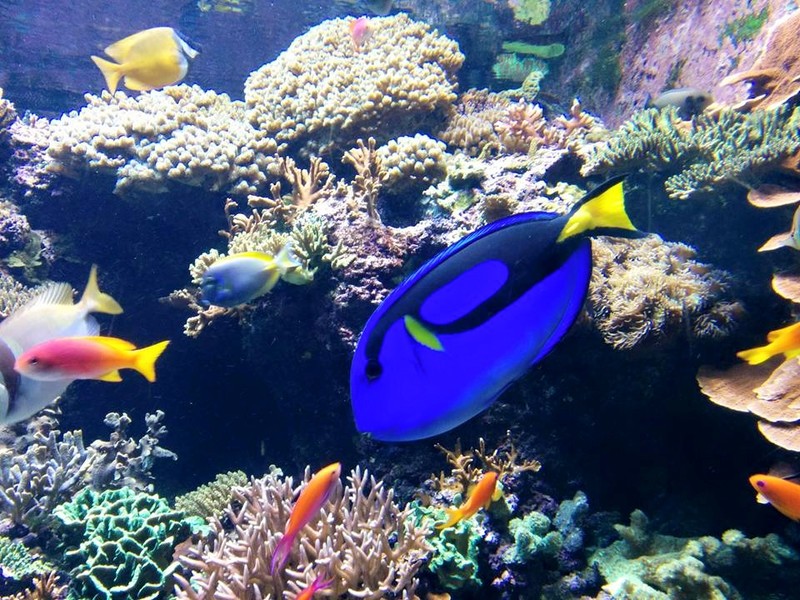 The Aquarium at Sentosa